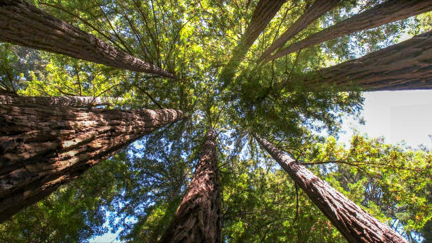 How Our Tree Care Process Works  in Lyman, MS